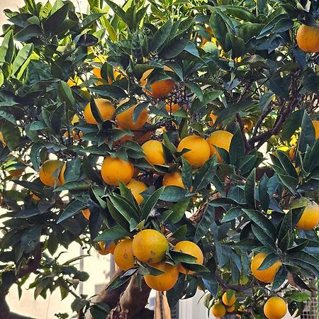L'Arancio B&B Cecchina Eksteriør bilde