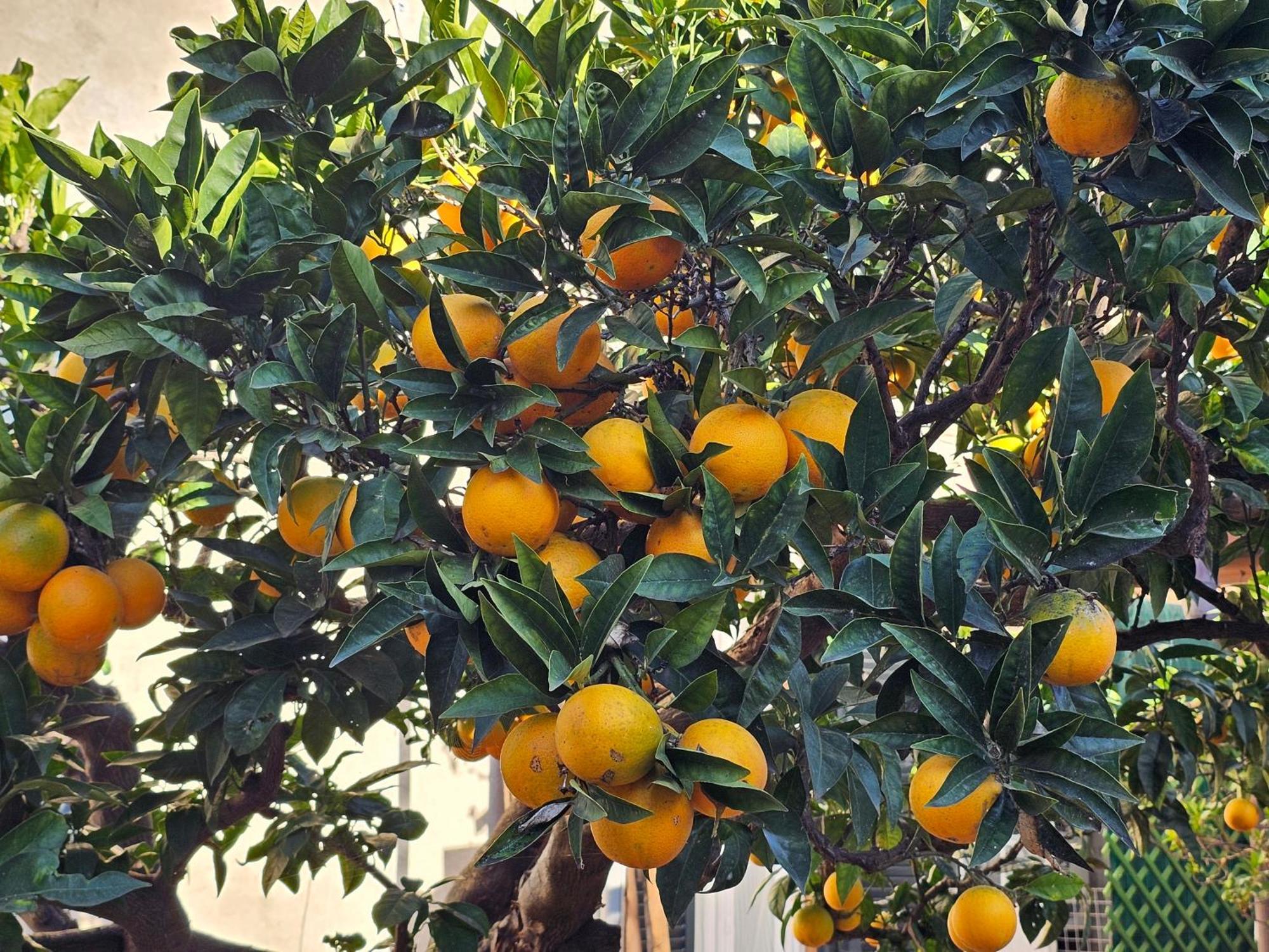 L'Arancio B&B Cecchina Eksteriør bilde